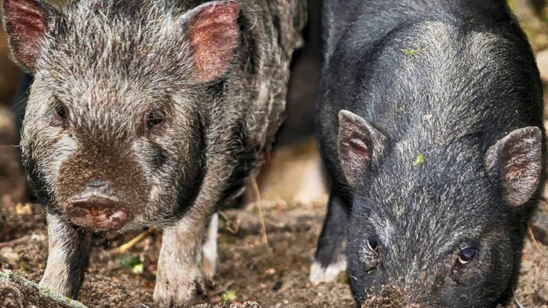 Tierischer Zuwachs auf dem Abenteuerspielplatz in Hilden: Fünf Minischweinchen für Hilden
