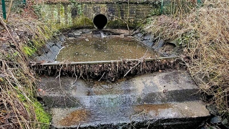 Planungsausschuss in Hückeswagen: Stadtpark-Teich verlandet – Sanierung zu teuer