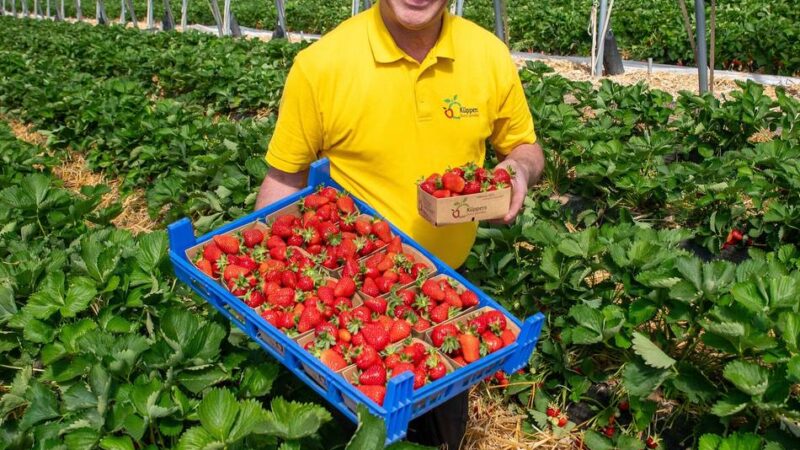Saisonfrucht im Rhein-Kreis Neuss: „Die Erdbeerpreise sind gestiegen“