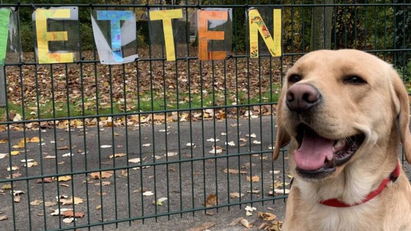 Umfangreiche Erweiterung und Sanierung: Auch Schulhund „Buddy“ freut sich über den Umbau der Grundschule Wetten