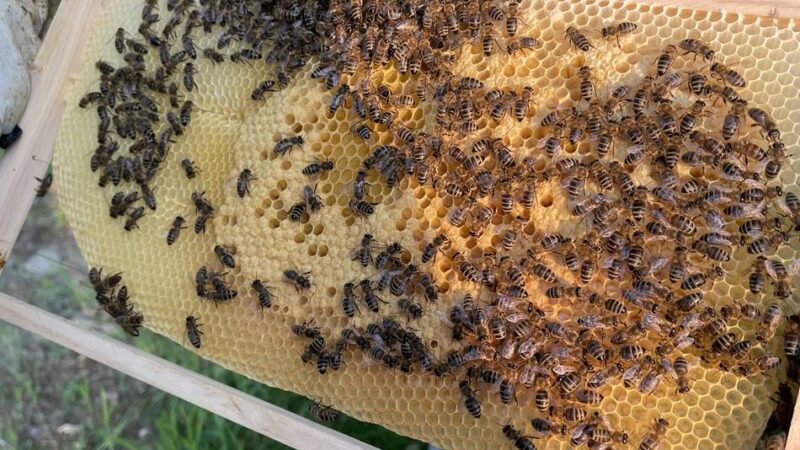 Imker in Hückeswagen: Varroa-Milbe ist und bleibt ein Bienen-Problem
