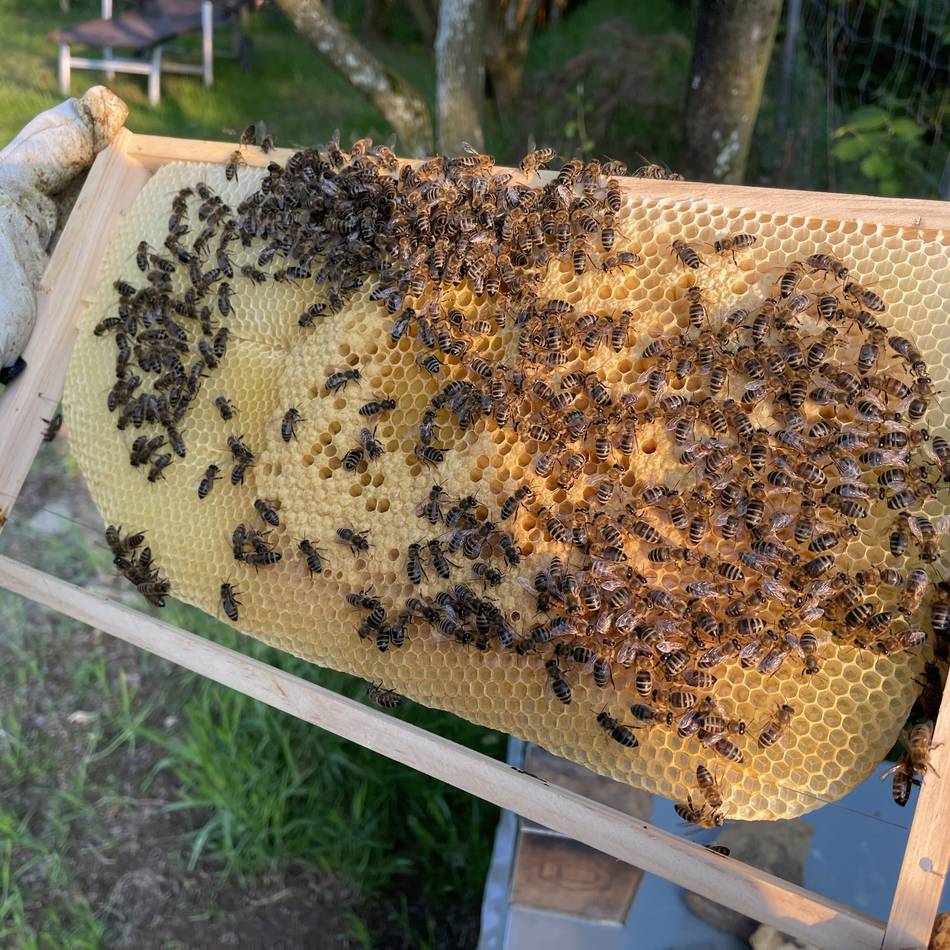 Imker in Hückeswagen: Varroa-Milbe ist und bleibt ein Bienen-Problem