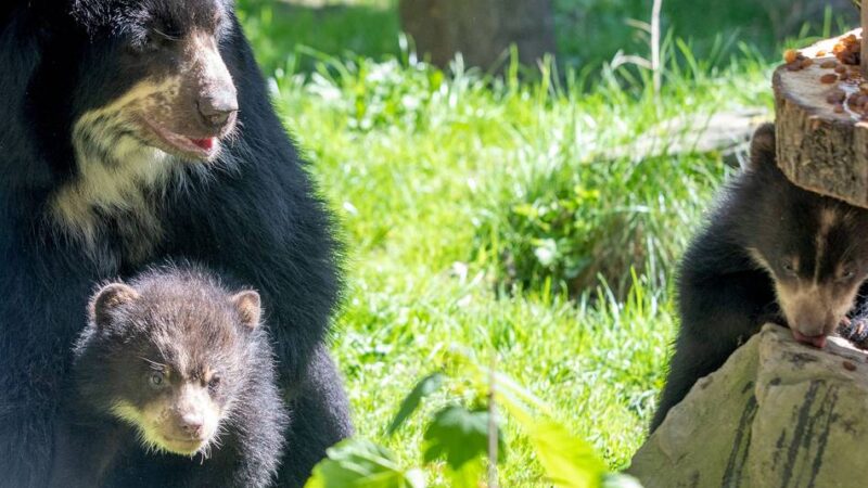 Tour im Tierpark: Von Bären und Nicht-Bären – was man bei einer Führung im Duisburger Zoo erlebt