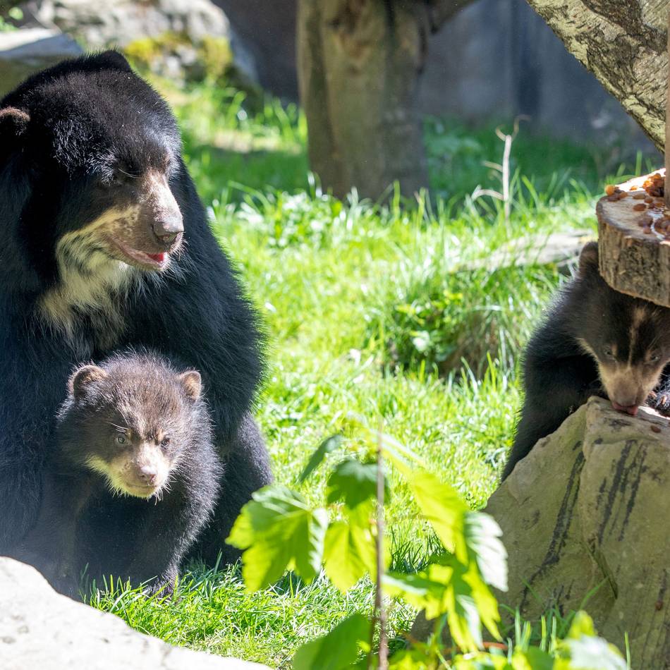 Tour im Tierpark: Von Bären und Nicht-Bären – was man bei einer Führung im Duisburger Zoo erlebt