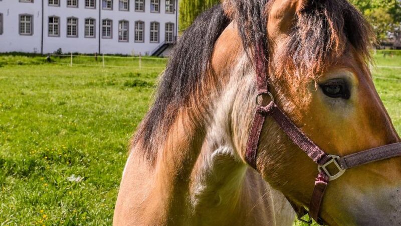 In Grefrath und Kempen: Was ist wo los am Museumstag?
