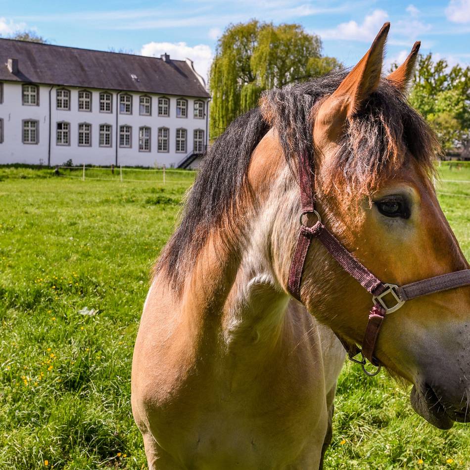 In Grefrath und Kempen: Was ist wo los am Museumstag?