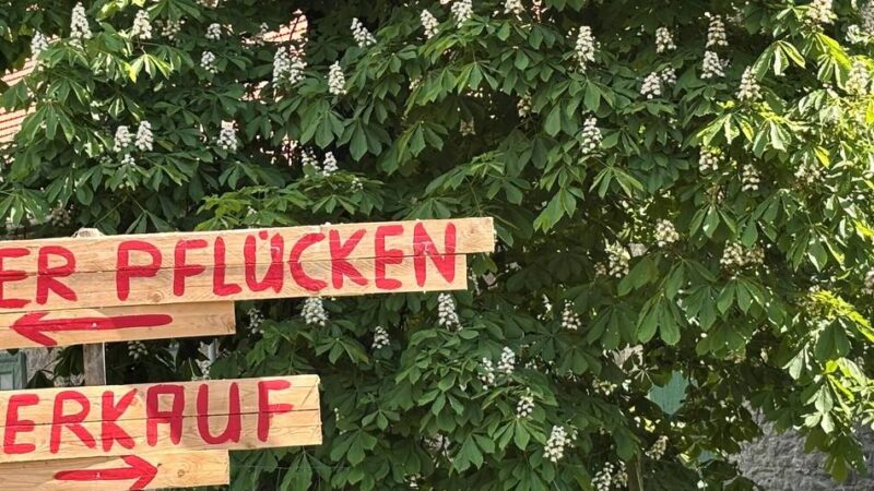 Gut Nesselrath in Leichlingen: Erste Erdbeeren zum Selberpflücken