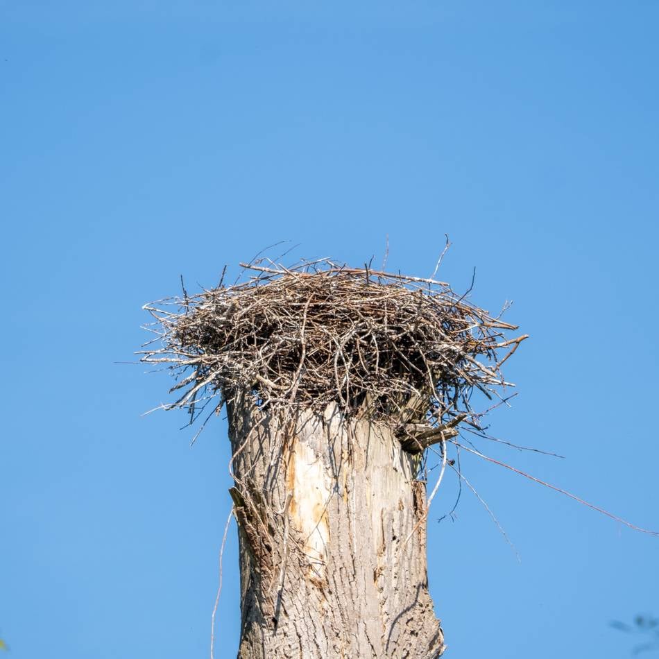 Ausgeflogen: Störche haben Bresgespark in Mönchengladbach verlassen