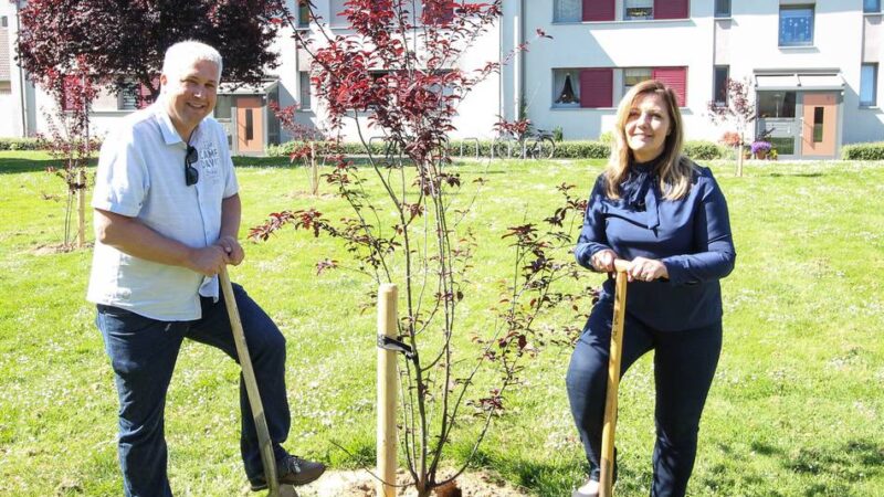 Mehr Grün an Mietshäusern: Bauverein Grevenbroich pflanzt 250 Bäume