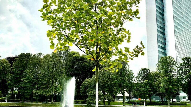 Wahrzeichen in Düsseldorf: Dreischeibenhaus steht zum Verkauf – für mehr als 300 Millionen Euro