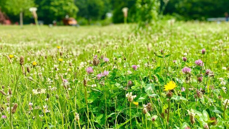 Großes Fest im Diepenpark: 25 Jahre Engagement für Kinder