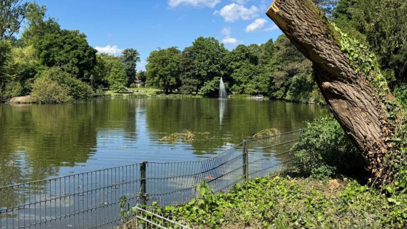 Bekannter Baum im Alten Stadtgarten in Neuss: Trauer um die Trauerweide