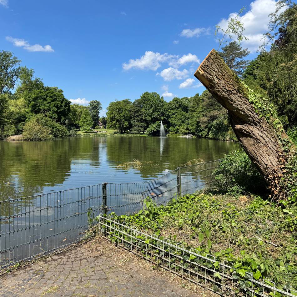 Bekannter Baum im Alten Stadtgarten in Neuss: Trauer um die Trauerweide