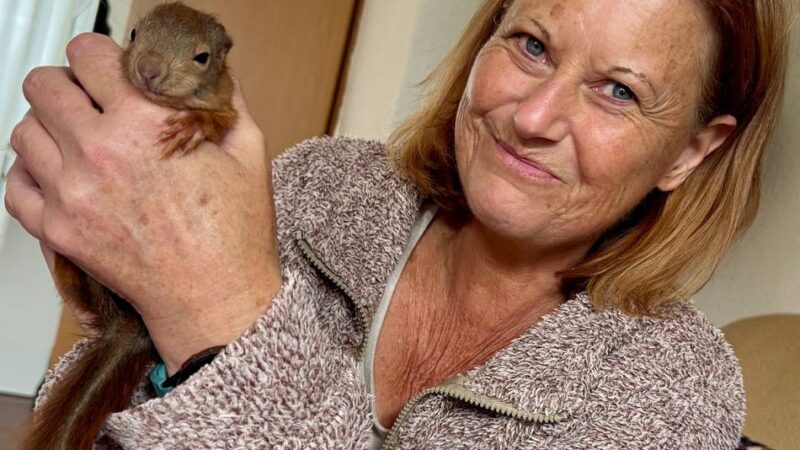 Hilfen für possierliche Nager: Für das Smartphone gibt es den Lockruf eines Eichhörnchen-Babys