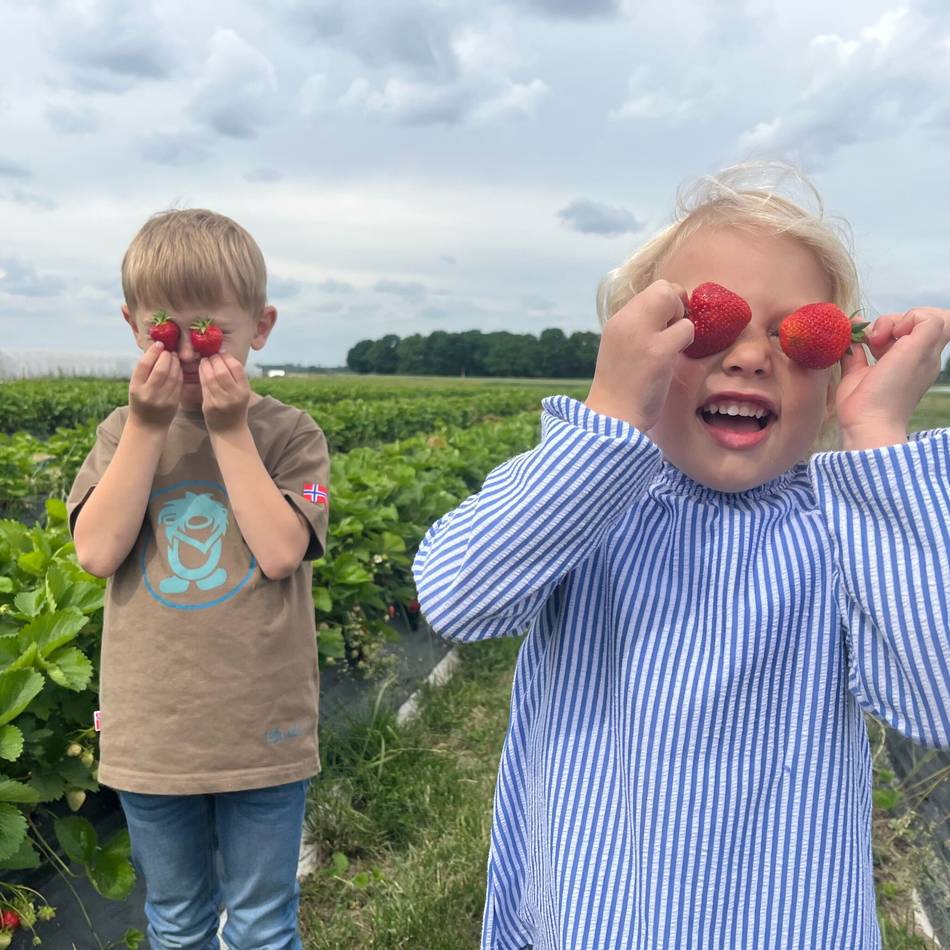 Frisch vom Feld: Wo man am günstigsten selbst Erdbeeren pflücken kann