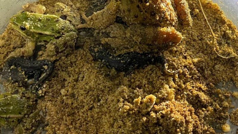 Amphibienwanderung in Meerbusch: Die Zahl der Frösche hat sich mehr als verzehnfacht