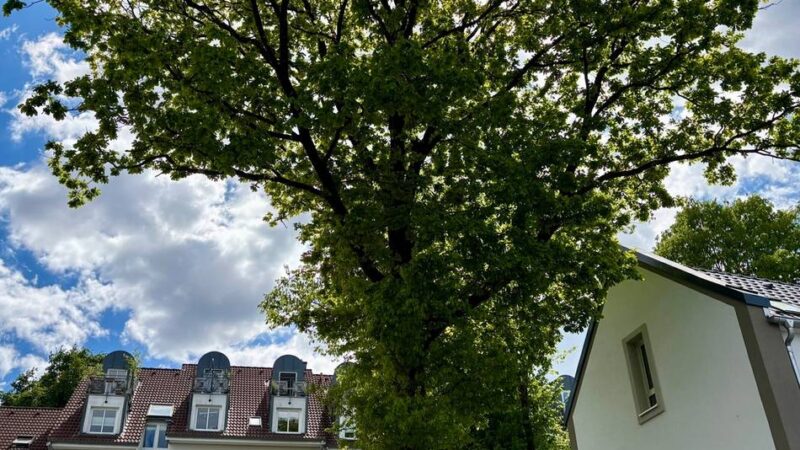Überwachung der Baumschutzsatzung in Remscheid: Wenn der Baum neben dem Haus plötzlich stört