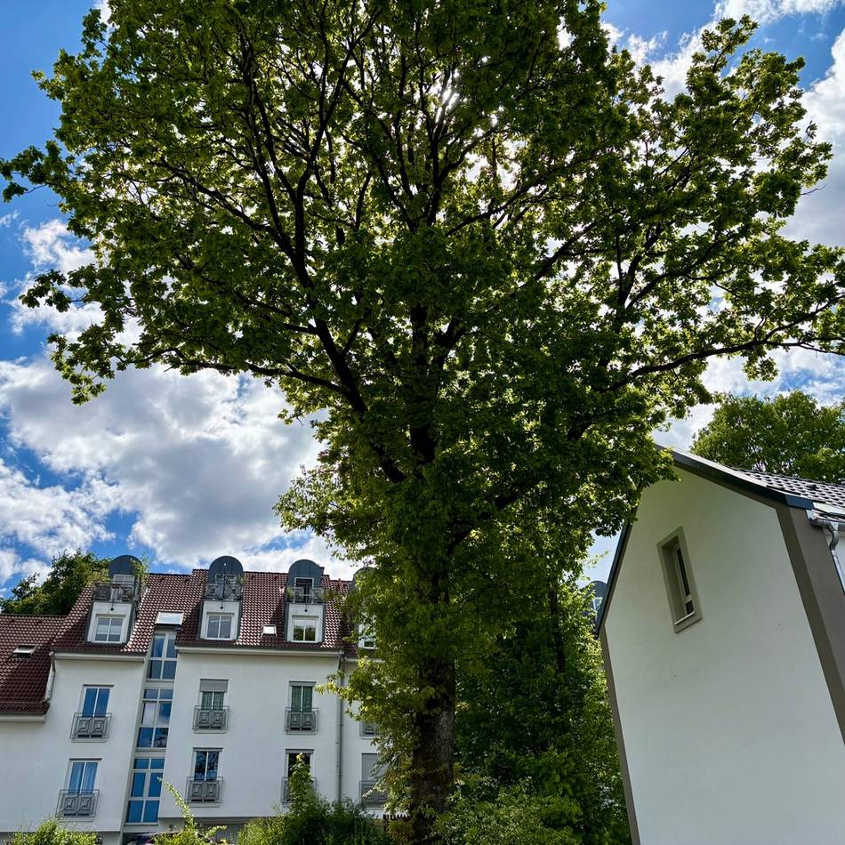 Überwachung der Baumschutzsatzung in Remscheid: Wenn der Baum neben dem Haus plötzlich stört