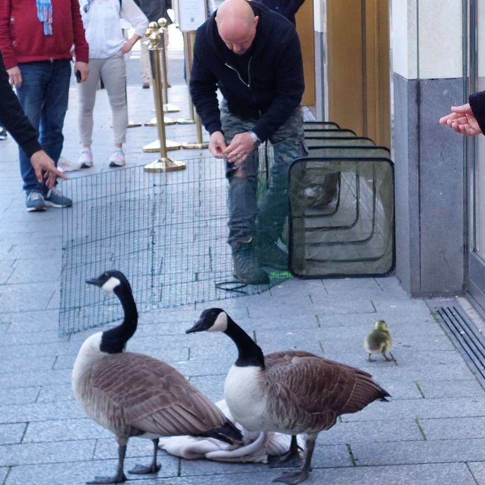 Gänserettung auf der Kö – so verhält man sich richtig : Gänserettung auf der Kö – so verhält man sich richtig