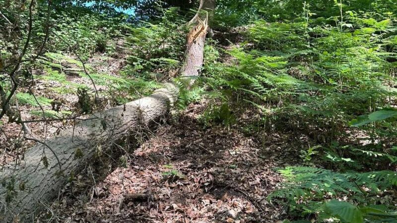 Belohnung wurde ausgesetzt: Vandalismus am Schmuhlsberg gefährdet Alpener Schützenfest