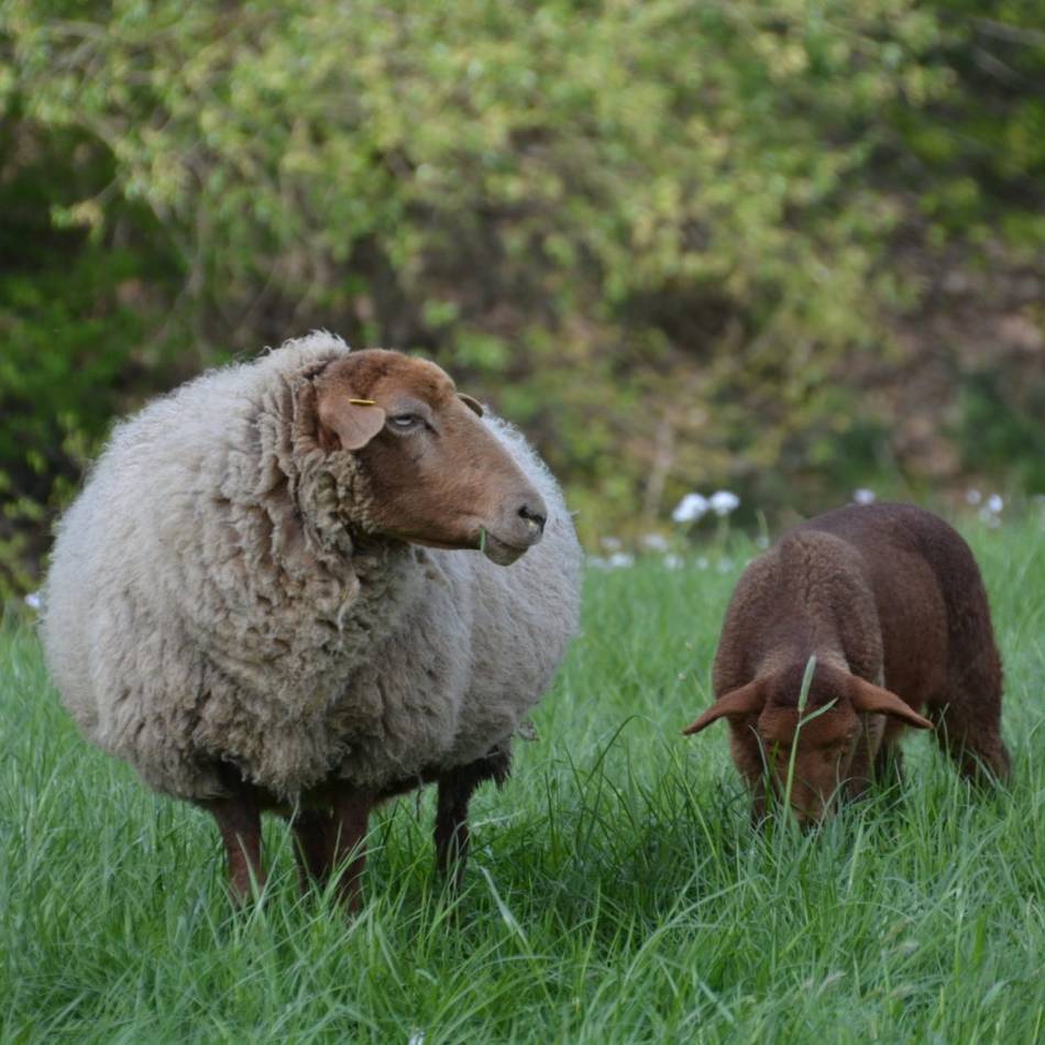 Schurfest auf dem Naturhof Kevelaer