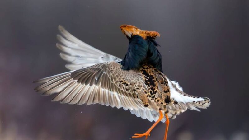 Naturpark Schwalm-Nette: Fotoausstellung „Glanzlichter“ zeigt beeindruckende Bilder der Natur