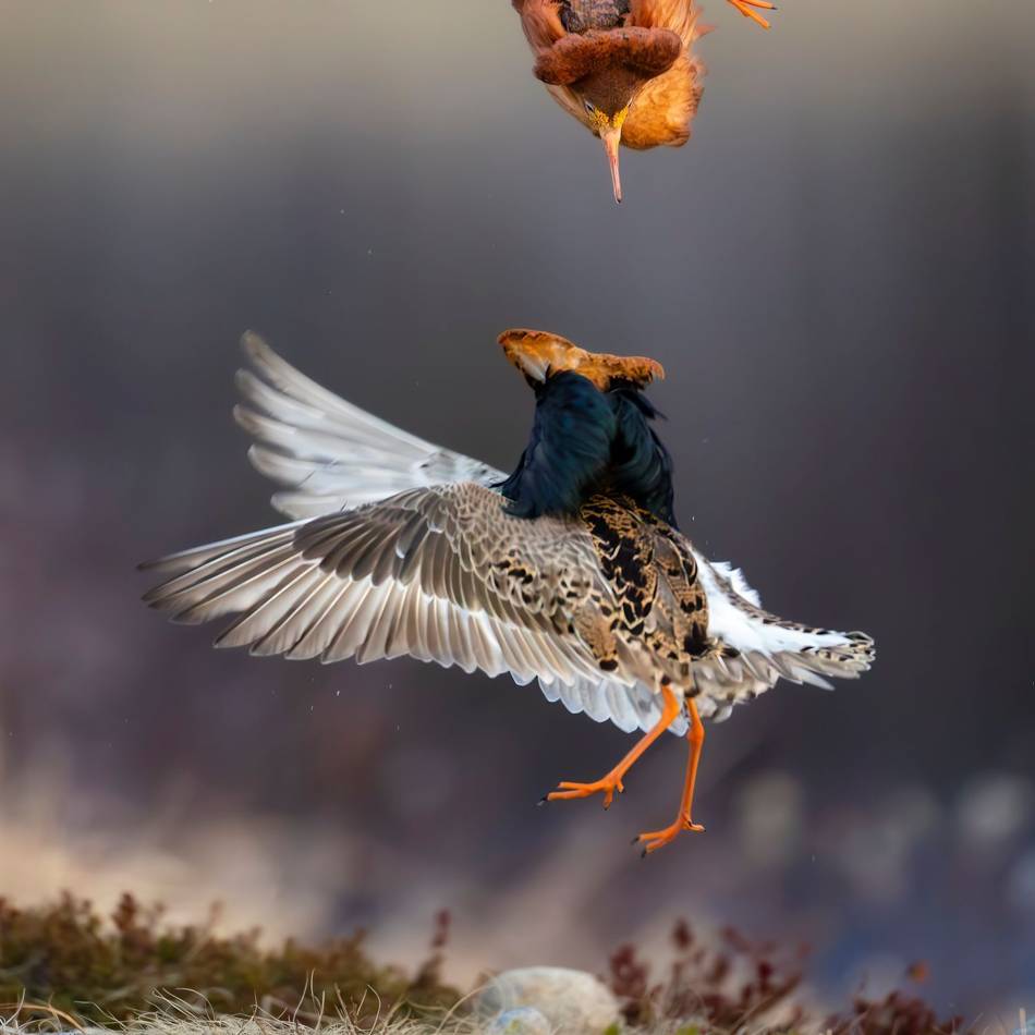 Naturpark Schwalm-Nette: Fotoausstellung „Glanzlichter“ zeigt beeindruckende Bilder der Natur