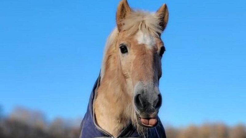 Pferd lebt jetzt auf dem Gandenhof Weeze: Läuse, offene Wunden – keiner wollte Stute Clarissa mehr