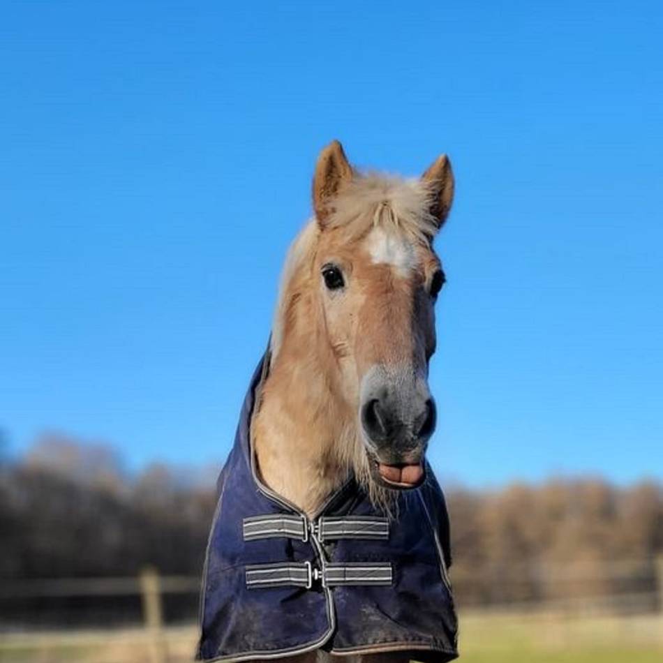 Pferd lebt jetzt auf dem Gandenhof Weeze: Läuse, offene Wunden – keiner wollte Stute Clarissa mehr