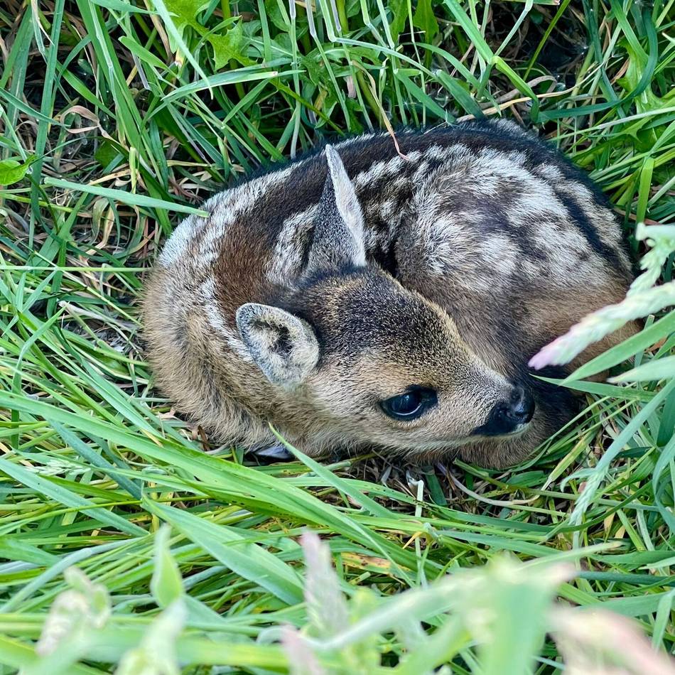 Die Kitz-Retter von Grevenbroich: Wie Jäger versteckte Reh-Babys vor dem Tod bewahren