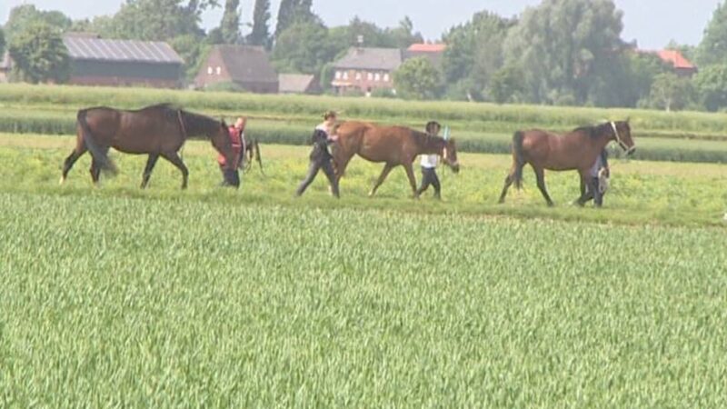 An der B67 in Rees: Pferde ausgebüxt – Polizei musste B67 sperren