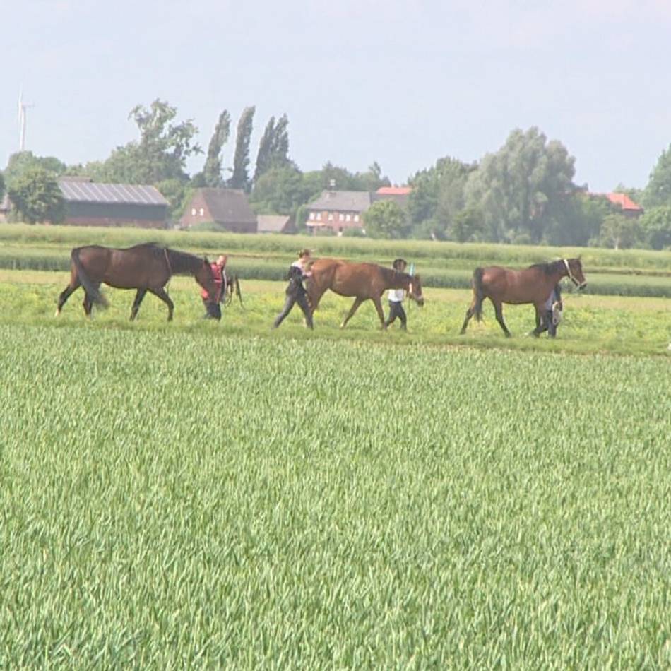 An der B67 in Rees: Pferde ausgebüxt – Polizei musste B67 sperren