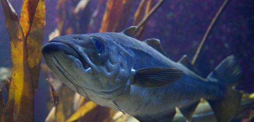 Dorsch schrumpft durch Überfischung – Fischerei beeinflusst das Erbgut