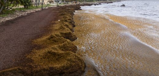 Von Puerto Rico bis Guyana: 38 Millionen Tonnen Sargassum-Algen sorgen für Plage