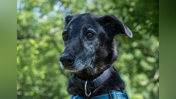 Mensch verloren: Hundemischling Rudi sucht neues Zuhause