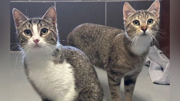 Zwei niedliche Katzenbrüder suchen geduldige Menschen