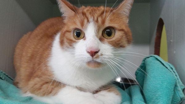 Tierheim Velbert: Kein Glück für die Kater Lucky und Flecki