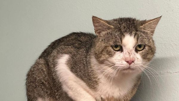 Tierheim Velbert: Bei Kater Frodo ist viel Geduld gefragt