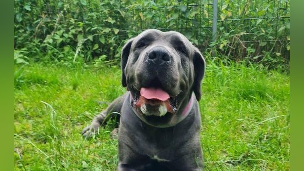 Tierheim Velbert sucht Rasseliebhaber für schöne Hündin Nala