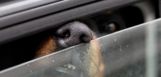 Dingolfing: Hund stirbt in verschlossenem Auto – Besitzer im Schwimmbad