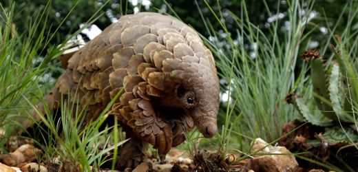 Pangoline werden in Nigeria offenbar gar nicht wegen ihrer Schuppen gejagt