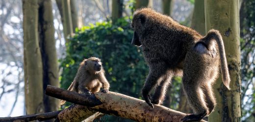 Verhaltensforschung in Kenia: Weibliche Paviane mit Bindung zu Vätern leben länger