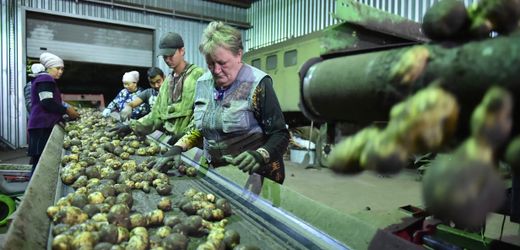 Mangelwirtschaft in Russland: Warum Wladimir Putin die Kartoffeln ausgehen