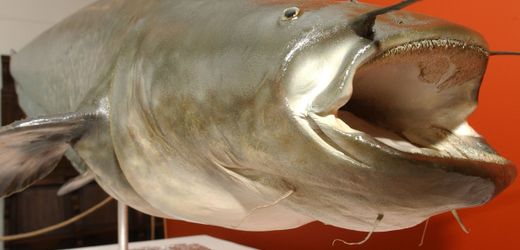 Bayern: Fünf Badegäste gebissen – Polizist erschießt Zwei-Meter-Fisch