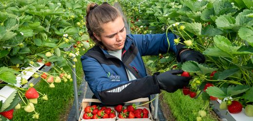 Erdbeeren aus Deutschland: Warum die Produktion teurer geworden ist – und was das für Verbraucher bedeutet