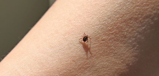 Zecken: Mit den höheren Sommer-Temperaturen steigt das Risiko