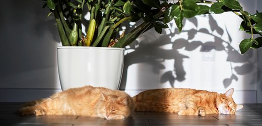 Katzen schlafen gern auf der linken Seite – um schneller reagieren zu können?