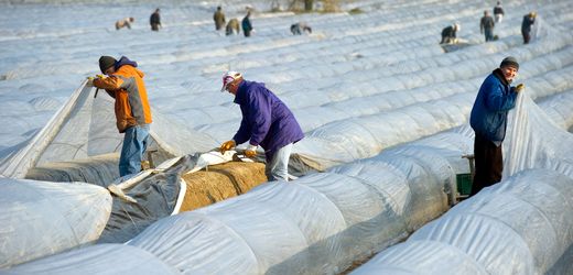 Landwirtschaft: Bundesagrarminister befürwortet Ausnahmen für Saisonarbeiter beim Mindestlohn