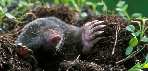 Maulwürfe im Garten: Lieber dulden als vergrämen