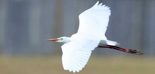 Zugvögel: Reiher fliegt 38 Stunden nonstop von Australien nach Papua-Neuguinea